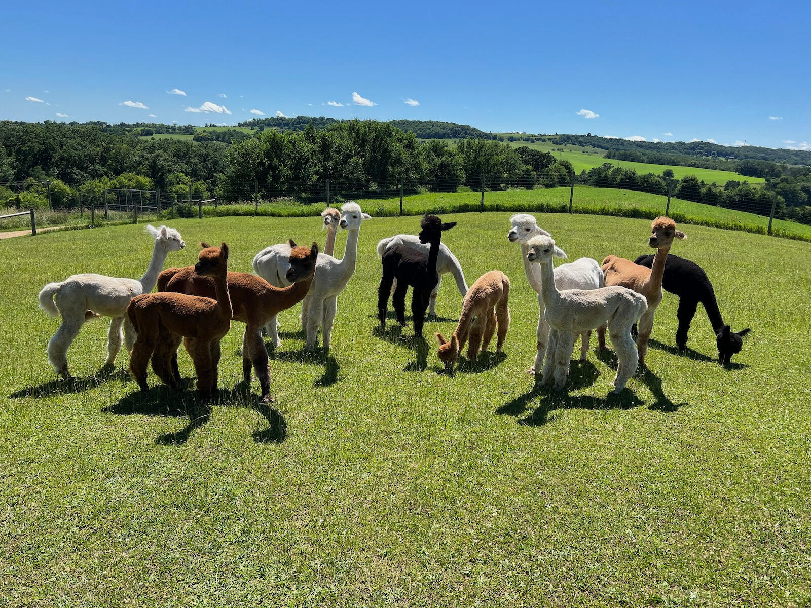 Alpacas grazing at Longhollow Farm in Elizabeth Illinois